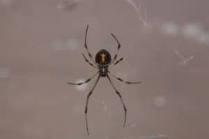 Upside down spider