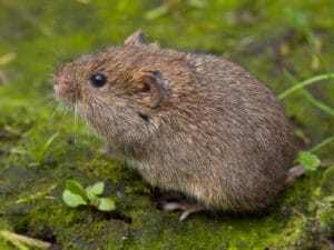 Vole Close Up