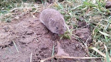 senske-vole-pest-control