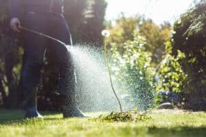 spraying dandelion for weed control