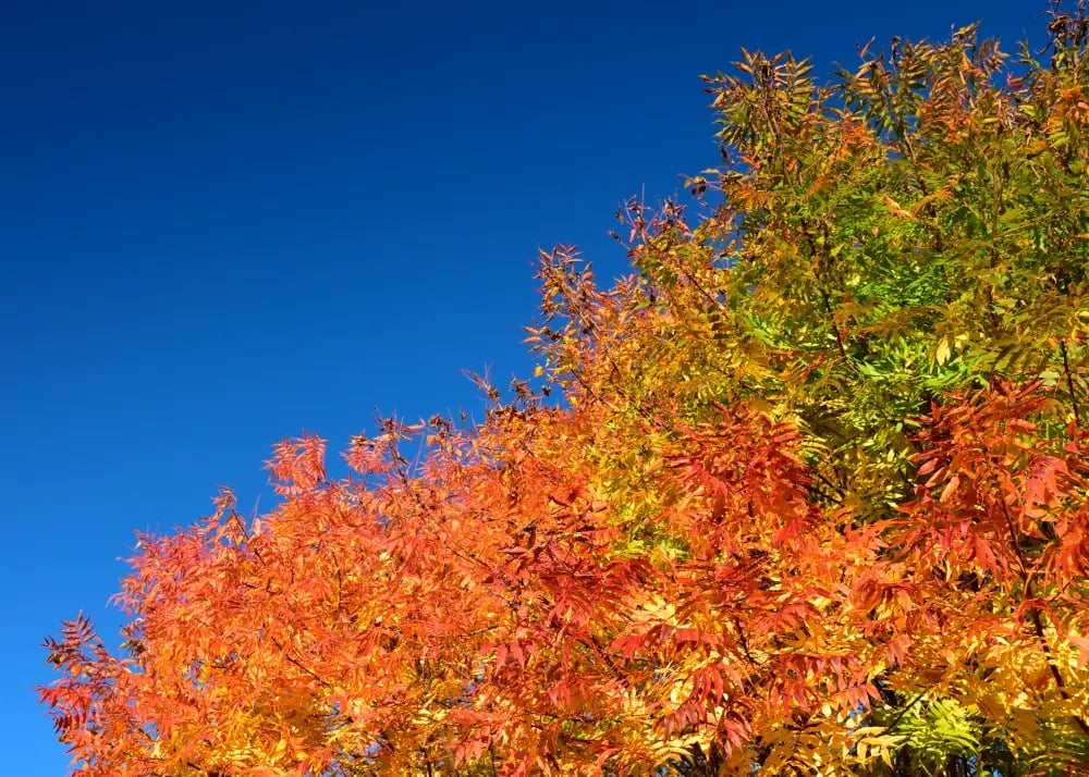 Autumn Tree4