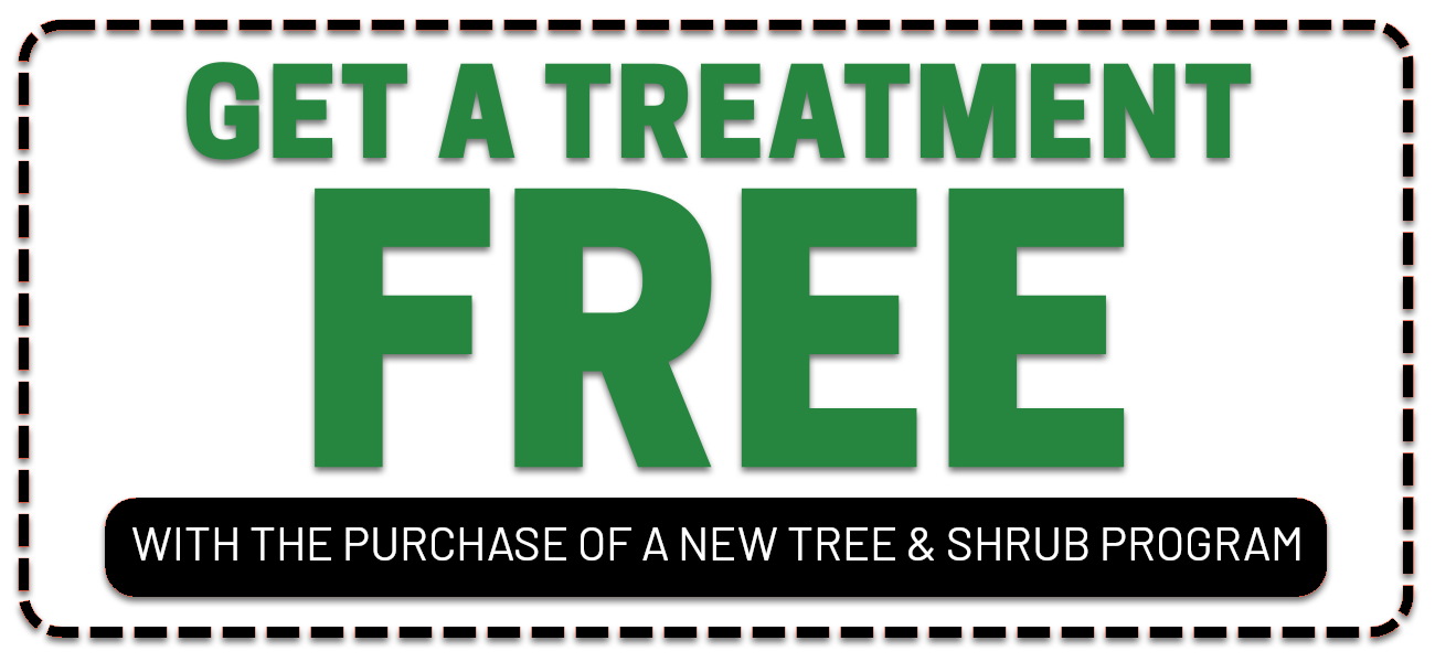 BOG_Tree_Promo_2025