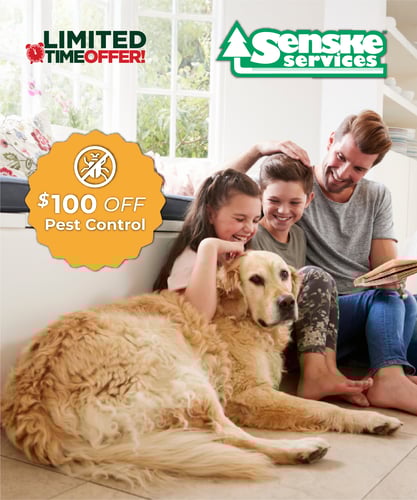 SS_Pest_Ad_480x576 SS_Pest_Ad_480x576