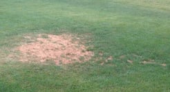 dry-lawn