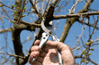 pruning