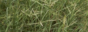 bermuda-grass-weed-control-senske-1280x480