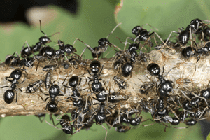 black-ants-odorous-ants-1