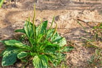 hand_grass@2x