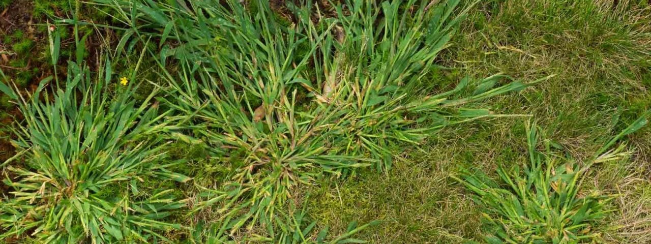 crab-grass-senske-weed-removal-1280x480