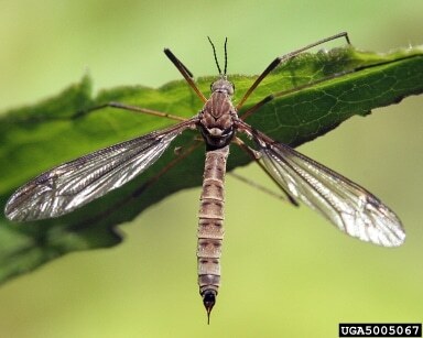 crane-fly-1