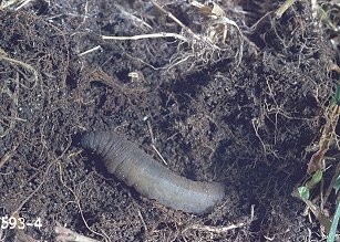 crane-fly-larva