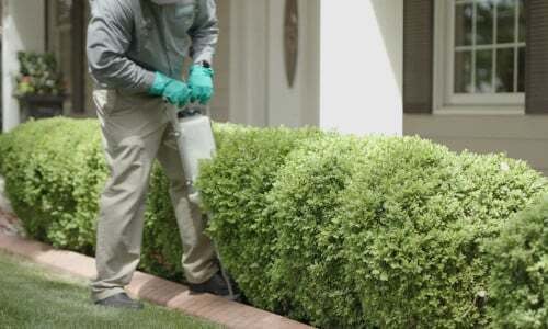 Deep Root Watering Services| Senske