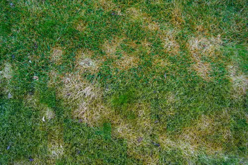 dollar spot lawn disease