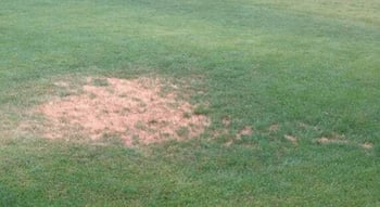 dry-lawn