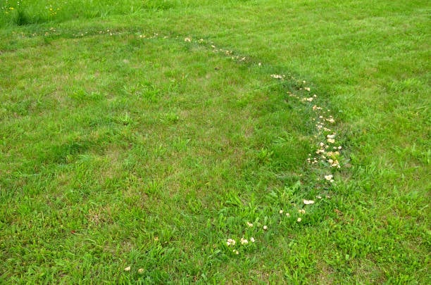 fairy ring lawn disease