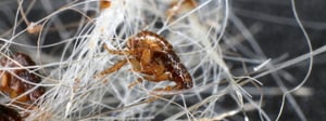 flea-control-senske-pest-control-fleas-1280x480
