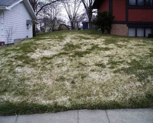 gray-snow-mold_preview