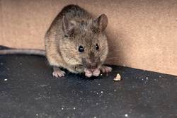housemouse-1