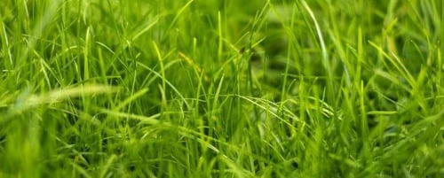 lawn-fertilization-senske
