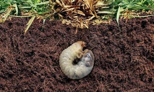 lawn-grub-control-senske-pest-control-grubs-800x480