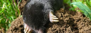 moles-voles-pest-control-senske-1280x480