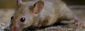 mouse-control-senske-rodent-control-1280x480-1