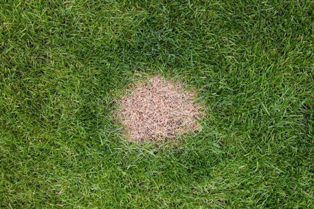 necrotic ring spot lawn disease