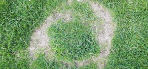 necrotic-ring-spot-treatment-senske-1-1024x480-1