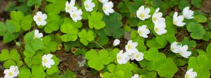 oxalis-weed-1280x480-1