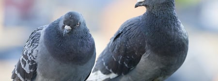 pest-bird-control-senske-1280x480