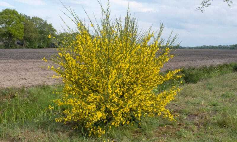 scotch-broom-800x480