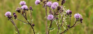 thistle-weed-1280x480-1