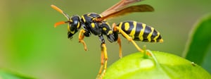 wasp-control-senske-pest-control-1280x480