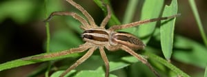 wolf-spider-control-treatment-senske-1280x480