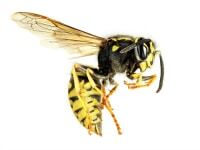 yellow jacket-1