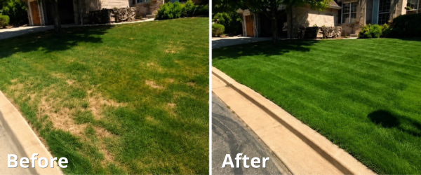 Lawn before and after moisture retention treatment