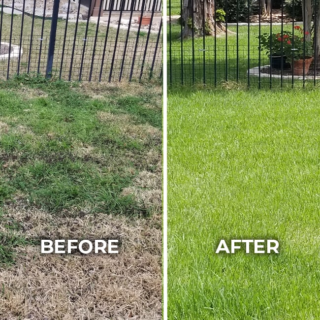 Residential lawn before and after aeration and overseeding