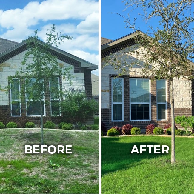 Thin lawn before and after aeration and overseeding