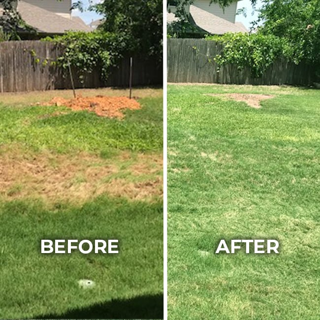 Lawn before and after aeration and overseeding