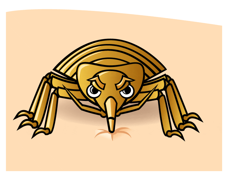 Bed bug feeding