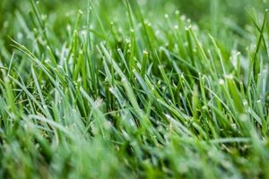 Lawn mowed grass