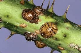 Spruce Insect Scale Scale Insects
