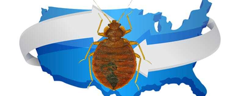 why-bed-bugs.jpg