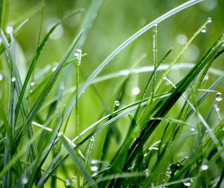 Water droplets on healthy green grass