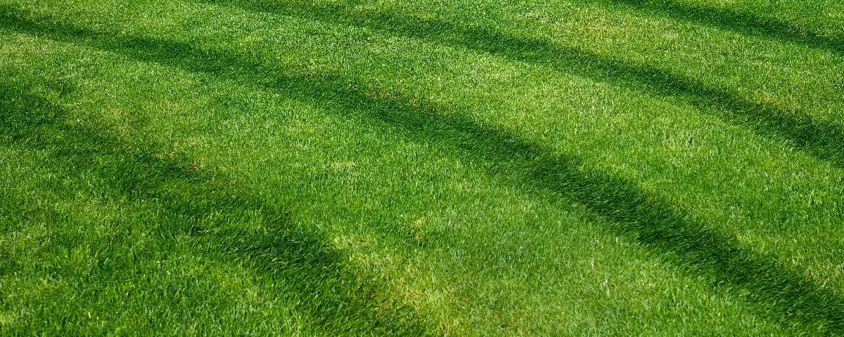 Mowed lawn tacoma washington, nice lawn mow grid