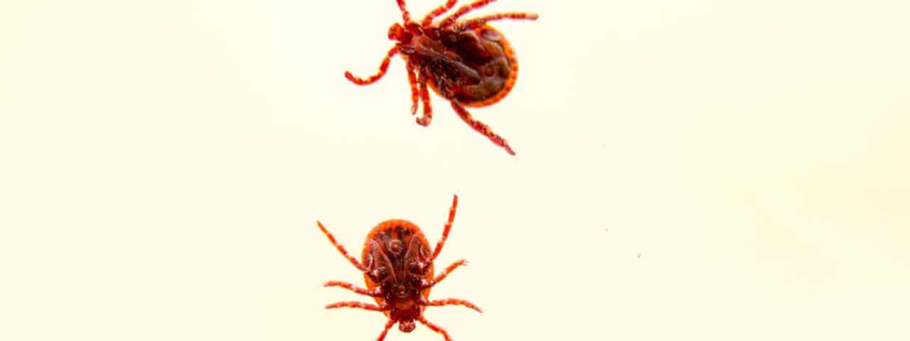 spider mites