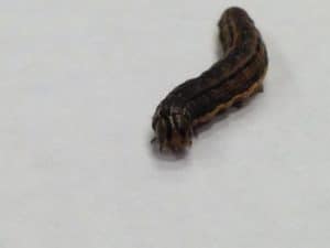 Small Armyworm