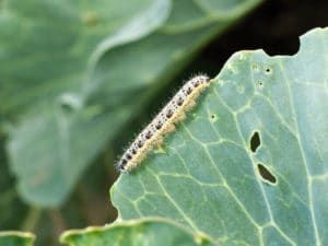 Armyworm crawling on a leaf
