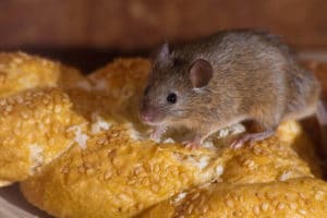 Mouse eating bread. 