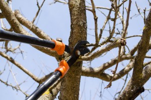 Long Handle Tree Pruning